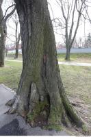 Photo Texture of Tree Bark 0003